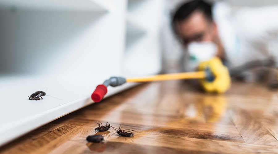 مكافحة حشرات